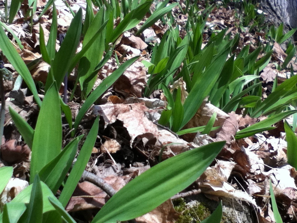 wild leeks
