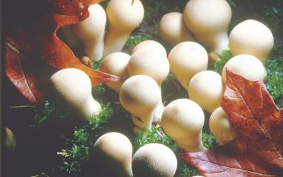Garden of Earthy Delights: Adirondack Mushrooms