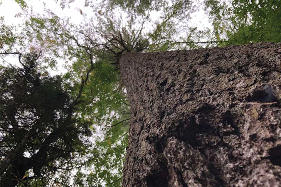 Looking Up