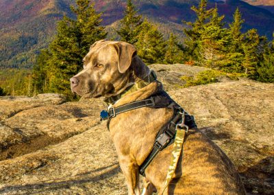 Honorable Mention | Hopkins Mountain | Daniel Graziano | Clifton Park, New York