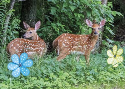 Honorable Mention | Blending In | Saranac Lake | Howard Arndt | Amherst, New Hampshire