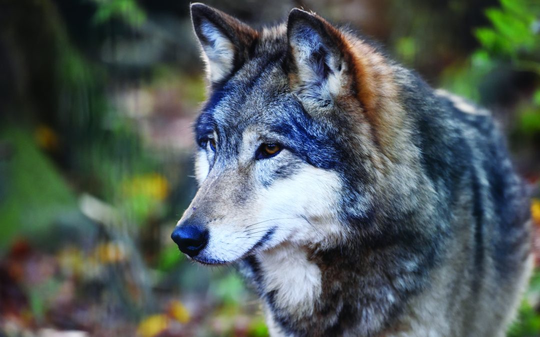 Could Wolves Repopulate the Adirondacks?