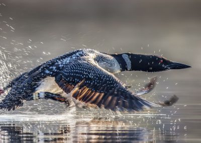 First Place | Loon in Motion | Moss Lake, town of Webb | Steve Barnum | Bradenton, Florida