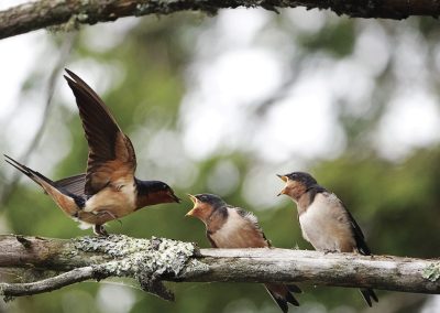 Honorable Mention | Lunch is Served! | Little Colby Pond | Lauren Epstein | Saranac Lake, New York