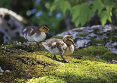 Second Place | Ducklings | Indian Lake | Gigi Glendinning | Gwynedd Valley, Pennsylvania