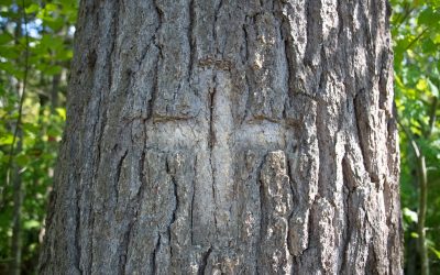 The Story Behind a Memorial Carved into a Tree Along the Hudson