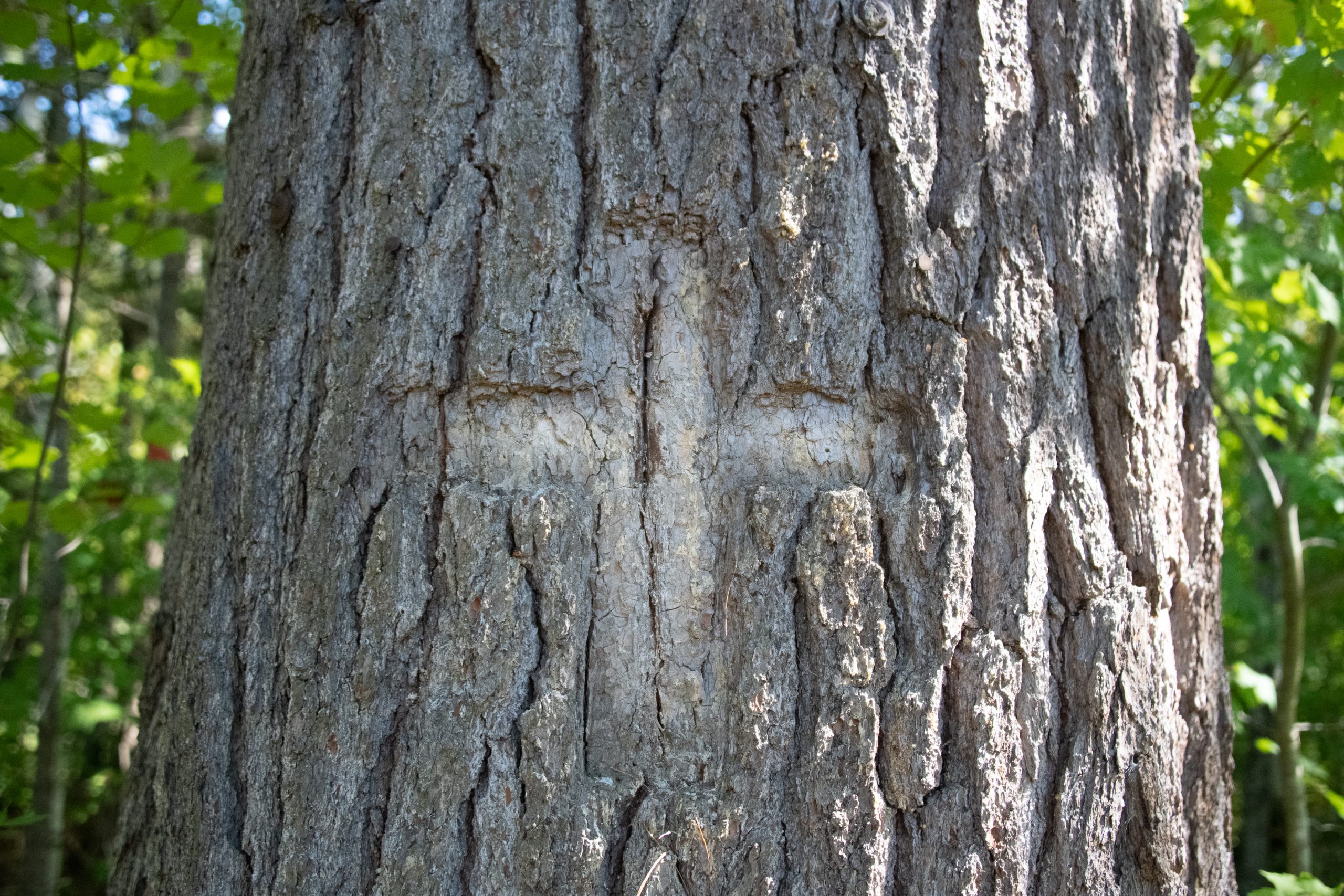 The Story Behind a Memorial Carved into a Tree Along the Hudson