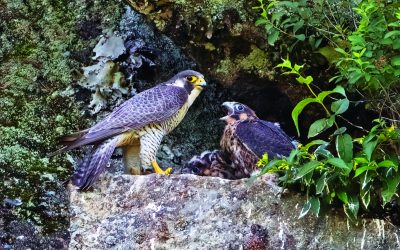 It’s Peregrine Falcon Nesting Season. Here’s What’s Happening on Adirondack Cliffs
