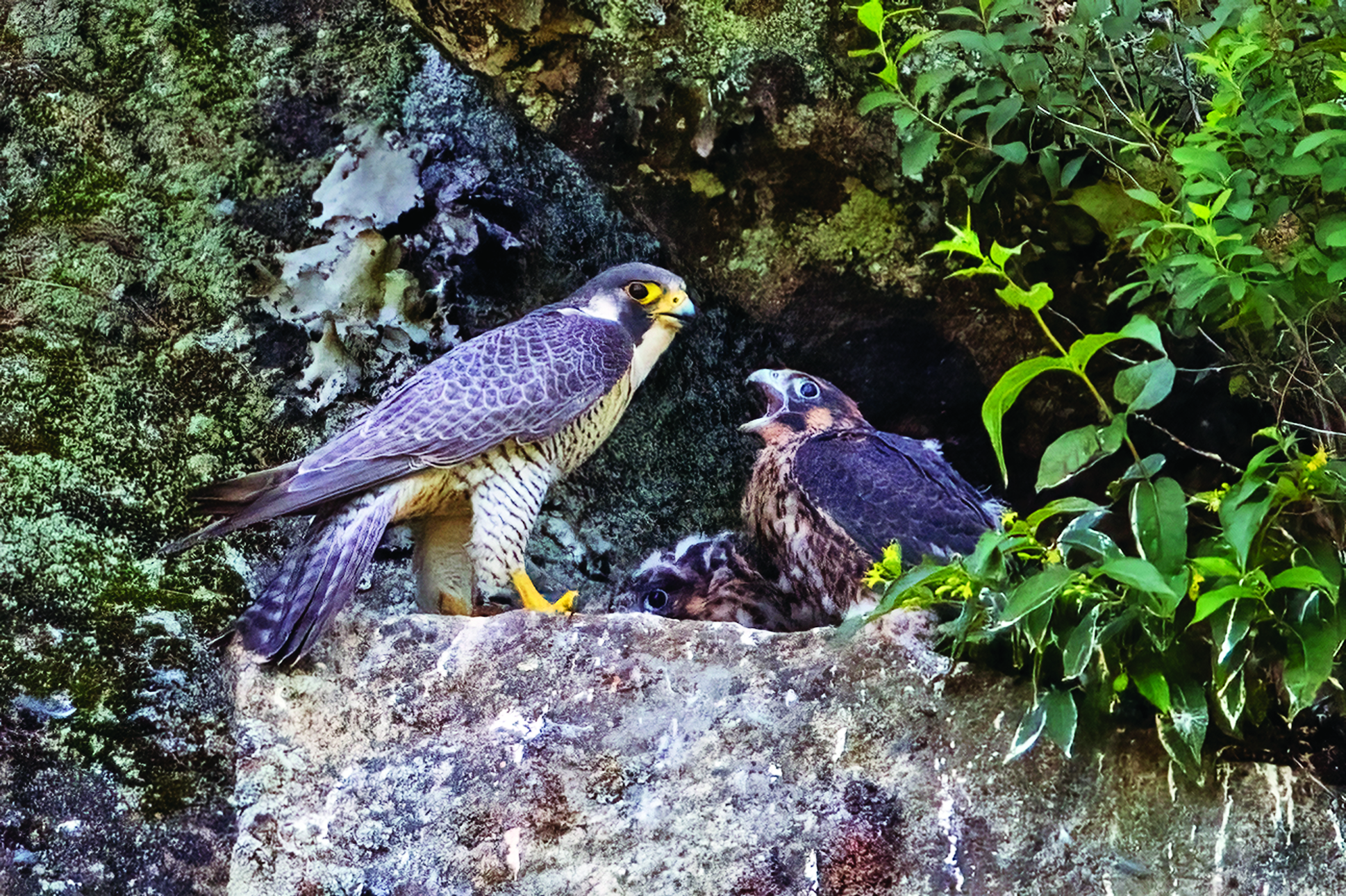 It's Peregrine Falcon Nesting Season