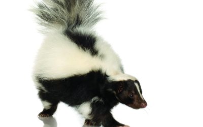 Dog Had a Run-in with a Skunk? Try This.