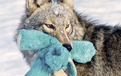 Photographer Pamela Underhill Karaz Captures the Wonders of Wildlife