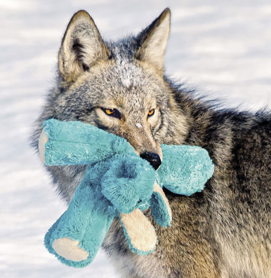 Photographer Pamela Underhill Karaz Captures the Wonders of Wildlife