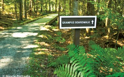 John Dillon Park: Opening the Woods to the Differently Abled