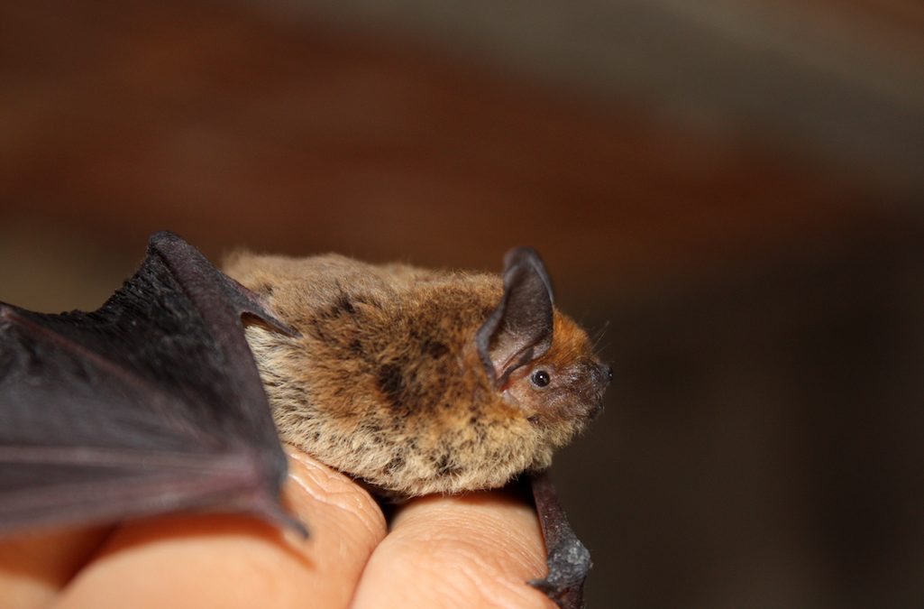 A Closer Look at Adirondack Bats