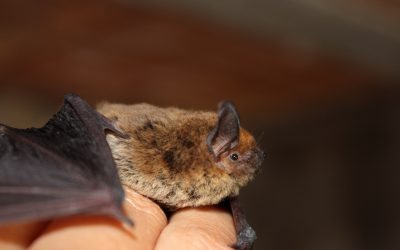 A Closer Look at Adirondack Bats