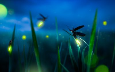 How Fireflies Find Love with the Language of Light