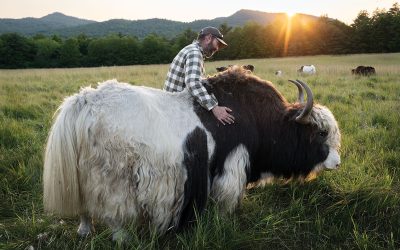 Wrangling Yaks in Westport