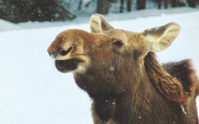 Giant Crush: The Thrill of Meeting Moose