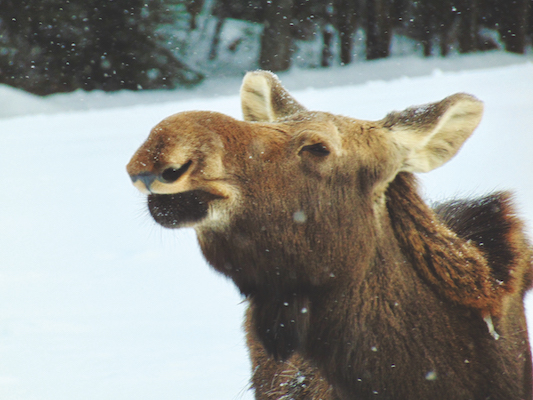 Giant Crush: The Thrill of Meeting Moose