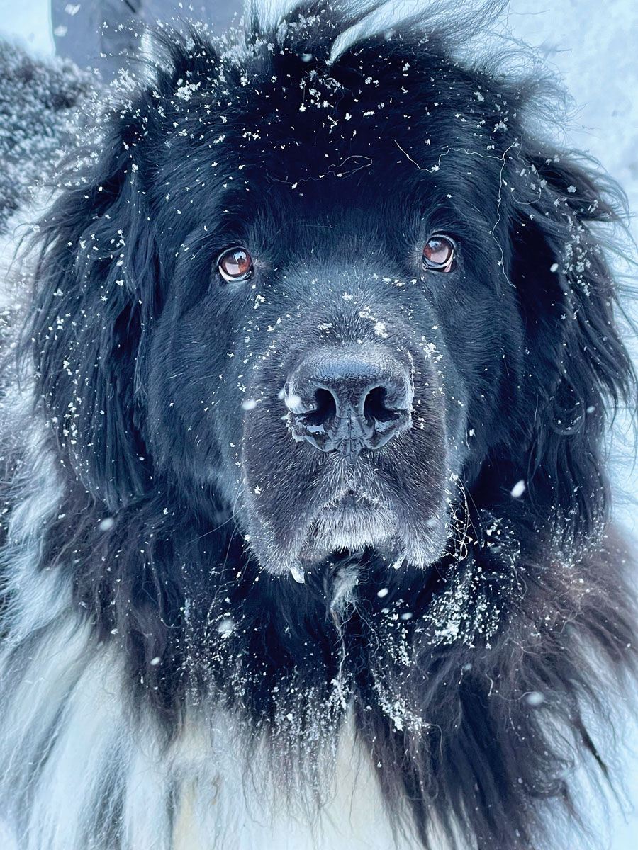 Grand Prize | Serenity with Man’s Best Friend | Town of Lyonsdale | Michael Morton | Lyons Falls, New York Grand Prize | Serenity with Man’s Best Friend | Town of Lyonsdale | Michael Morton | Lyons Falls, New York