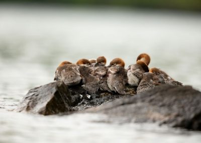 Merganser Party | Three Brothers Island, Lake George | Alan Swire | Pittsford, New York
