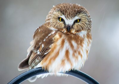 Northern Saw-Whet Owl | Tupper Lake | Theresa Soucy | Tupper Lake, New York