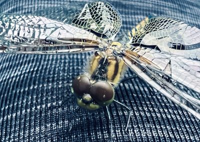 Sunrise Surprise | Big Moose Lake | Lynne Newhouse | Hamburg, New York