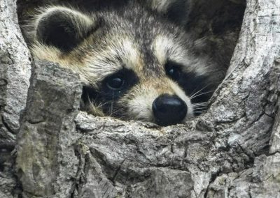 Little Critter | Port Kent | Taylor Fleury | Moriah, New York