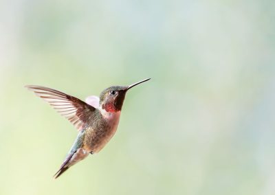 Third Place Wildlife | Ruby-throated Hummingbird | Jay | Michael Chatt | Idaho Falls, Idaho