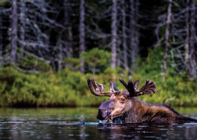 Honorable Mention Wildlife | Just Plain Luck | Helldiver Pond, Moose River Plains Wild Forest | Blaine Stauffer | Lake Luzerne, New York