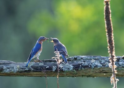 Honorable Mention Wildlife | Poppa Feeding Momma | Vermontville | Tim Boring | Vermontville, New York