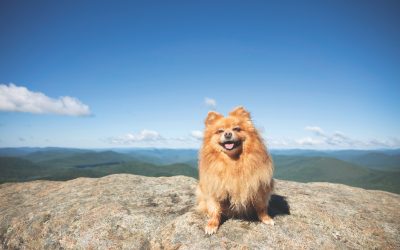 Is There a True “Adirondack” Dog Breed?
