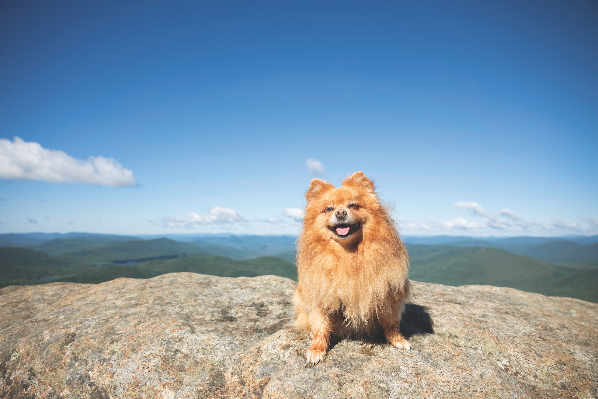 Is There a True "Adirondack" Dog Breed?