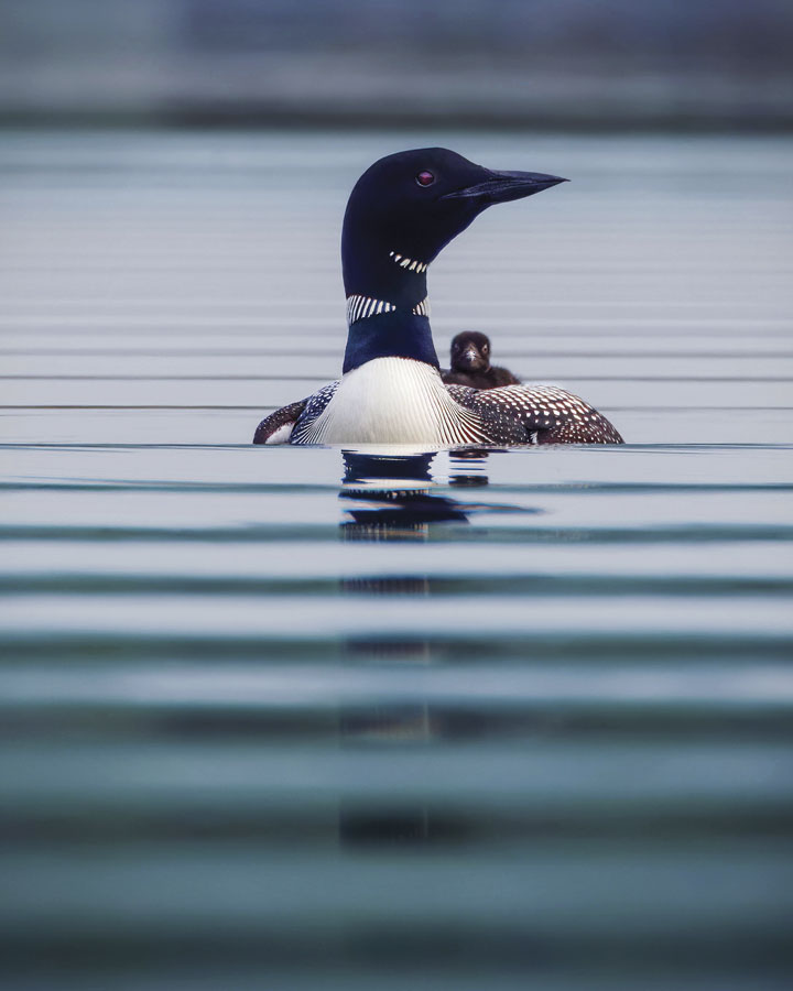 Grand Prize Winner | All Lined Up, Lake Abanakee | Mei An Raicer, Howell, New Jersey